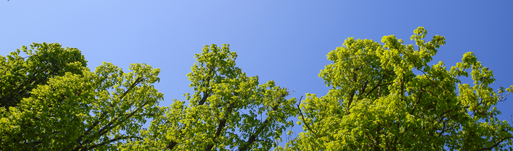 Tree Care